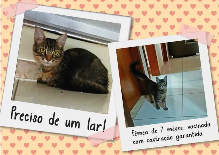 Gato raça Vira Lata idade 7 a 11 meses nome Selina