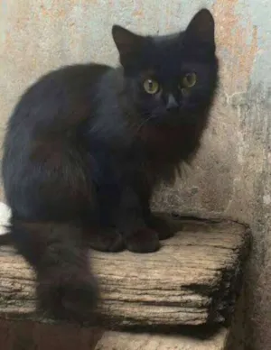 Gato raça  idade 7 a 11 meses nome Merlin