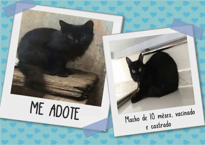 Gato raça  idade 7 a 11 meses nome Merlin