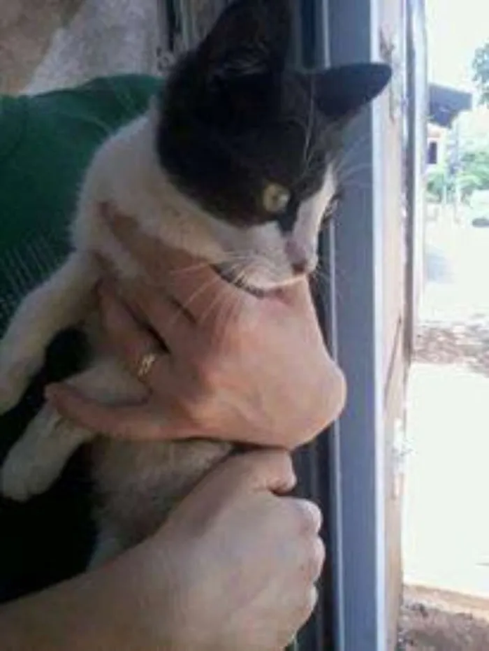 Gato ra a não sei idade  nome não sei