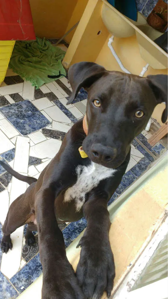 Cachorro raça Labrador idade 2 a 6 meses nome Negão