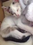 Oliver