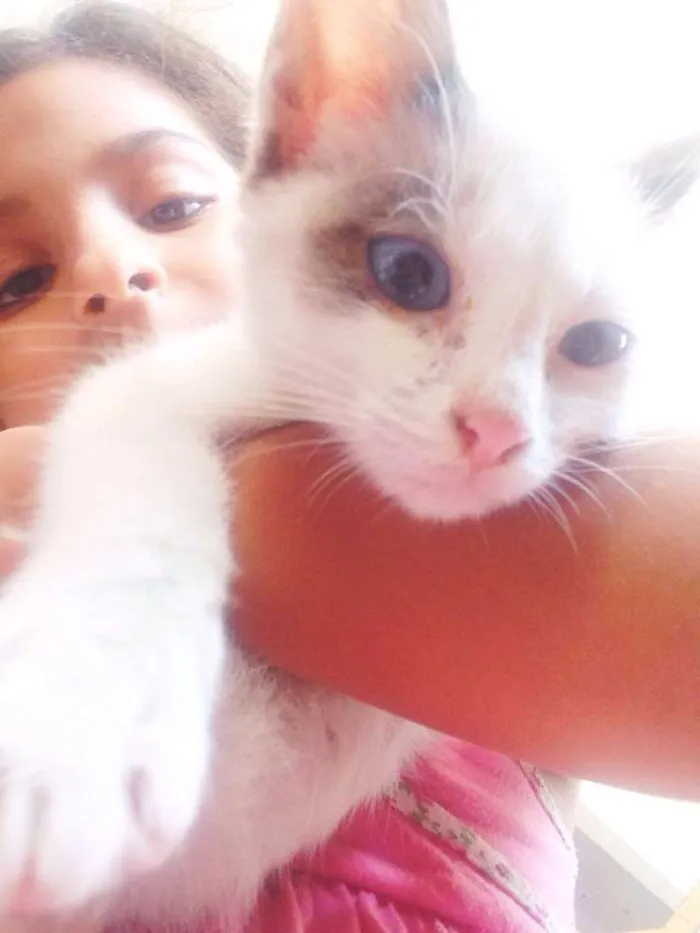Gato ra a  idade  nome Oliver