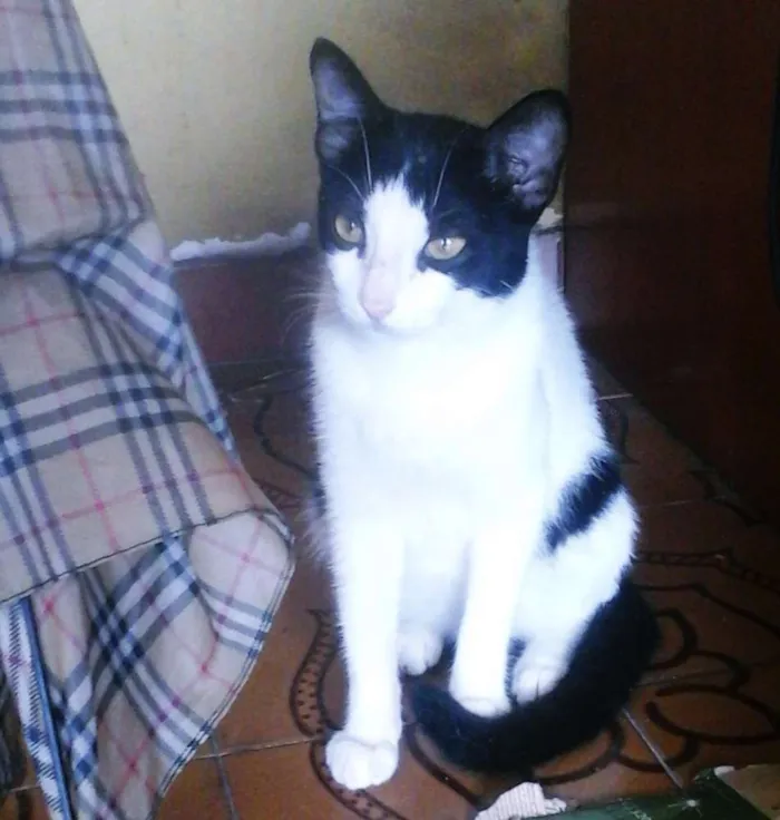 Gato ra a Raça desconcheida idade 7 a 11 meses nome SEM NOMES