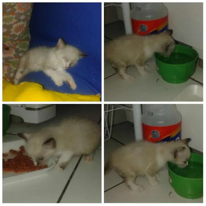 Gato raça  idade 2 a 6 meses nome Sem nome