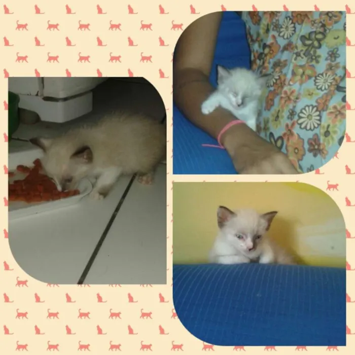 Gato raça  idade 2 a 6 meses nome Sem nome
