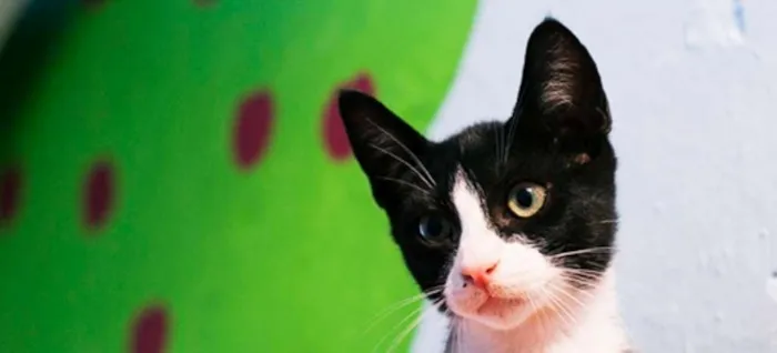 Gato ra a Raça desconcheida idade 7 a 11 meses nome SEM NOMES