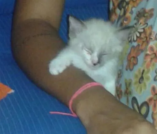 Gato raça  idade 2 a 6 meses nome Sem nome