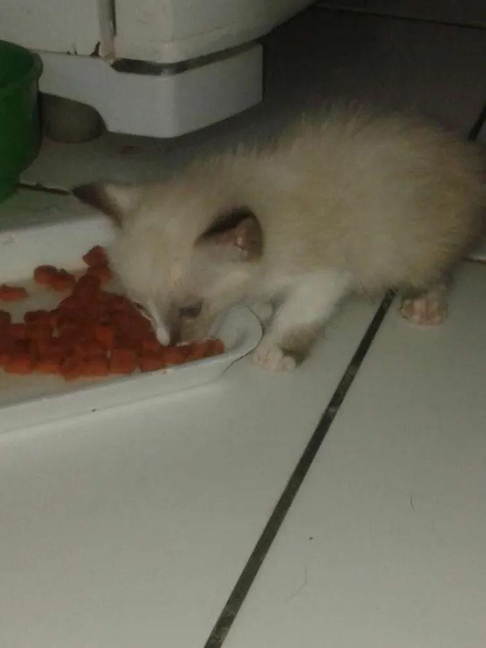 Gato raça  idade 2 a 6 meses nome Sem nome