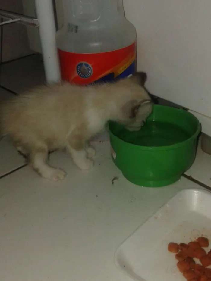Gato raça  idade 2 a 6 meses nome Sem nome