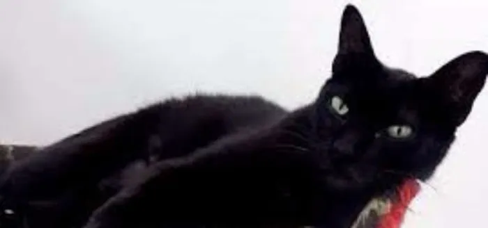 Gato ra a Raça desconcheida idade 7 a 11 meses nome SEM NOMES