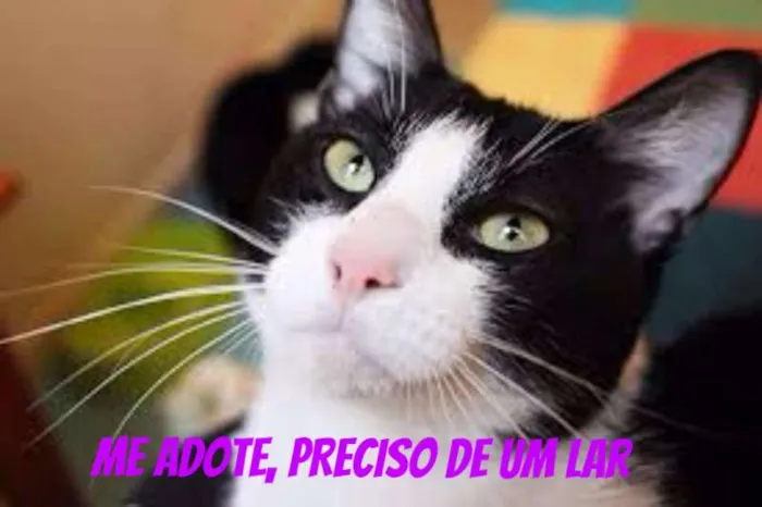Gato ra a Raça desconcheida idade 7 a 11 meses nome SEM NOMES