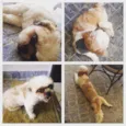 Fofurinha