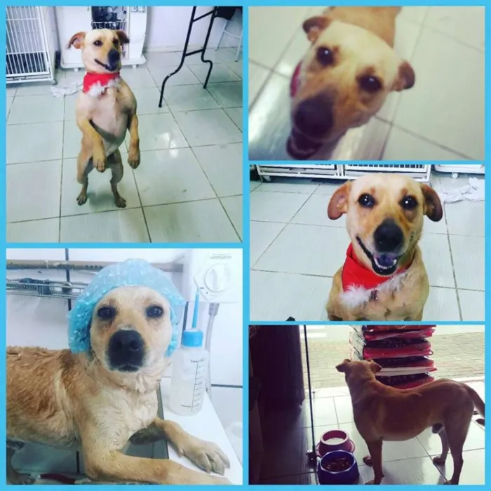 Cachorro ra a SRD idade 1 ano nome Pépi