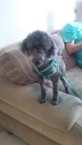 Belinha