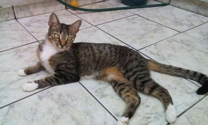 Gato ra a SRD idade 7 a 11 meses nome Clara