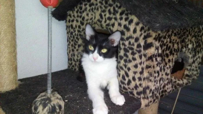 Gato ra a SRD idade 2 a 6 meses nome Eric
