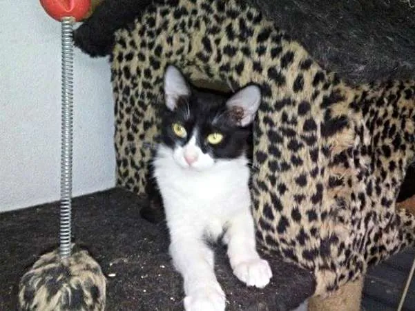 Gato ra a SRD idade 2 a 6 meses nome Eric