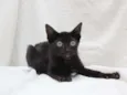 Petita
