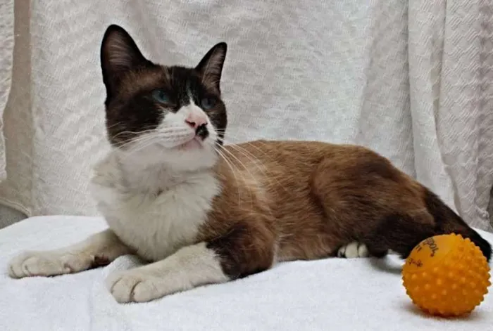 Gato ra a SRD idade 7 a 11 meses nome Rodolfo