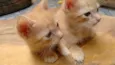 lollo e lillo