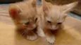 lollo e lillo