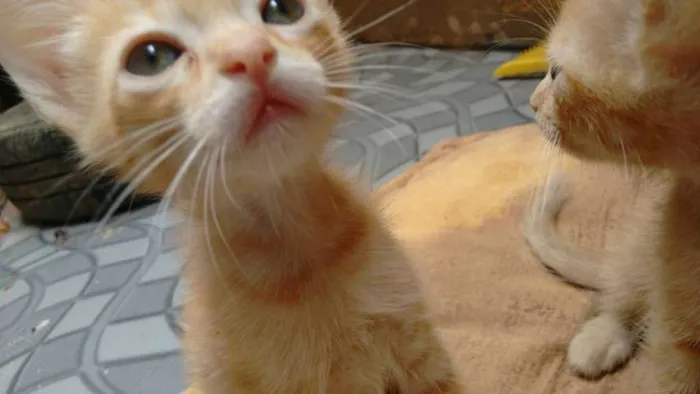 Gato ra a Vira lata idade Abaixo de 2 meses nome lollo e lillo