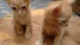 lollo e lillo