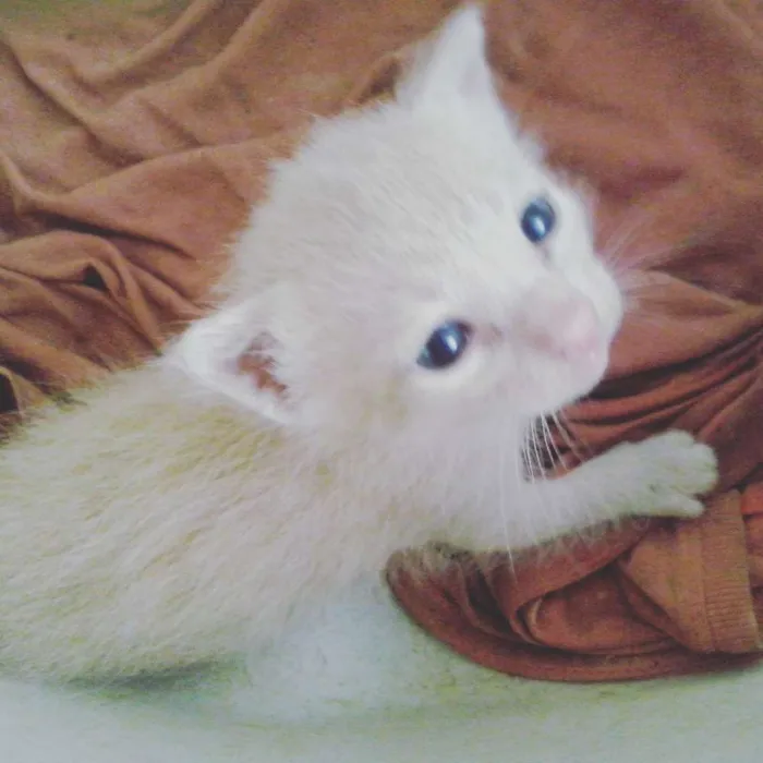 Gato ra a  idade 2 a 6 meses nome sem nomes 