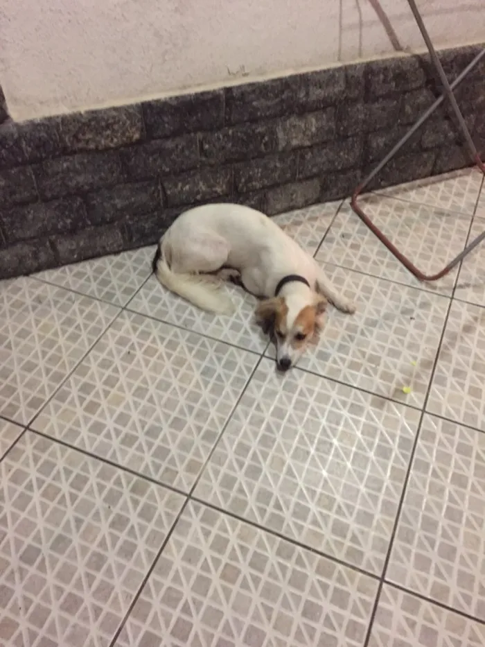 Cachorro raça Vira lata idade 2 anos nome Lee