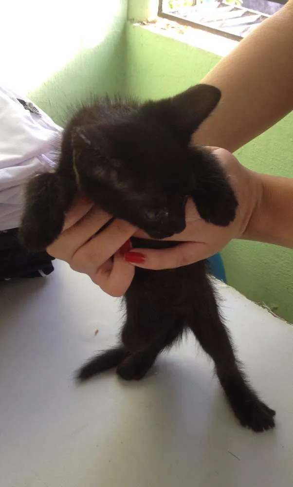 Gato ra a SRD idade 2 a 6 meses nome Sorte e Spirit (fêm