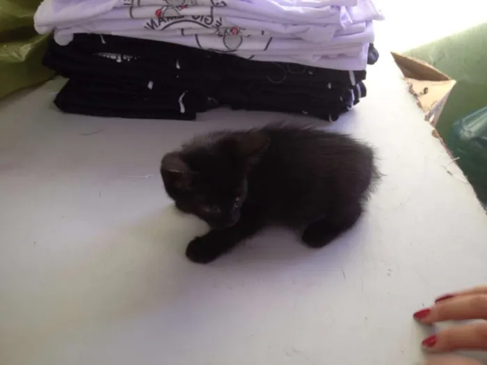 Gato ra a SRD idade 2 a 6 meses nome Sorte e Spirit (fêm
