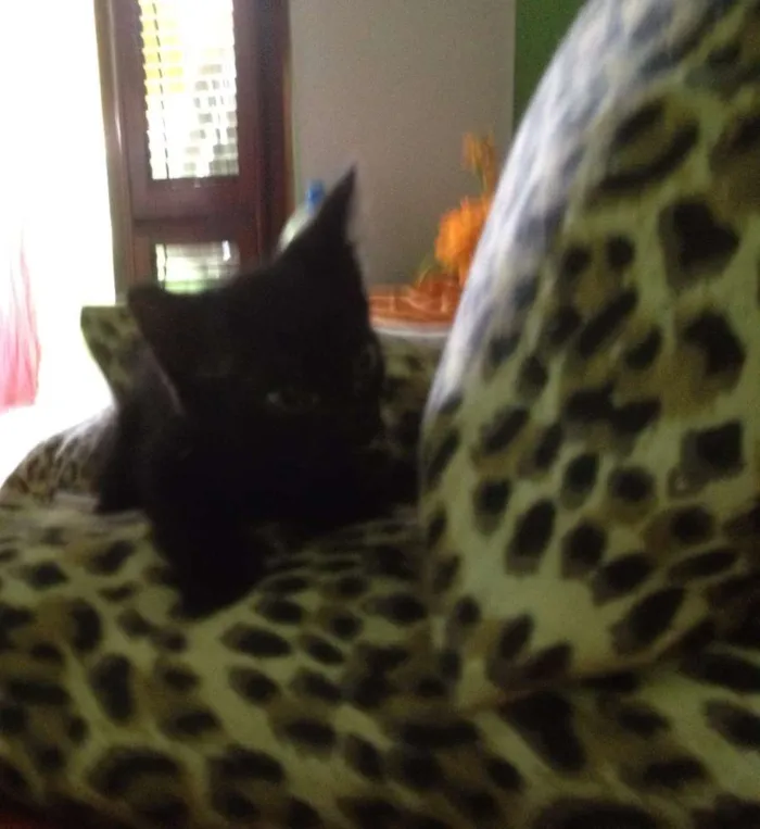 Gato ra a SRD idade 2 a 6 meses nome Sorte e Spirit (fêm