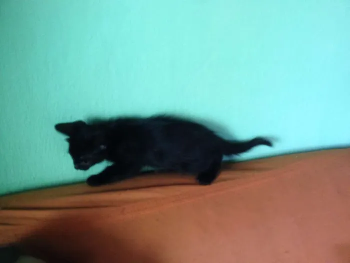 Gato ra a SRD idade 2 a 6 meses nome Sorte e Spirit (fêm