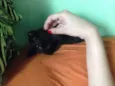 Sorte e Spirit (fêm