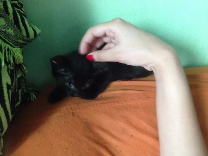 Gato ra a SRD idade 2 a 6 meses nome Sorte e Spirit (fêm