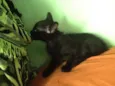Sorte e Spirit (fêm