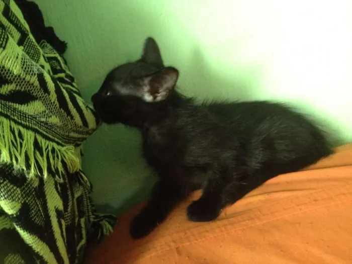 Gato ra a SRD idade 2 a 6 meses nome Sorte e Spirit (fêm