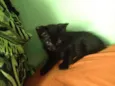 Sorte e Spirit (fêm