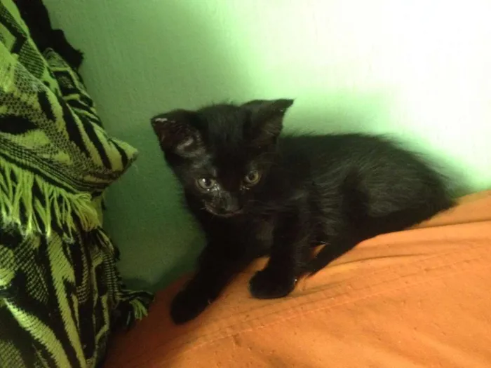 Gato ra a SRD idade 2 a 6 meses nome Sorte e Spirit (fêm