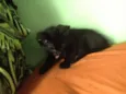 Sorte e Spirit (fêm