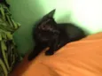 Sorte e Spirit (fêm