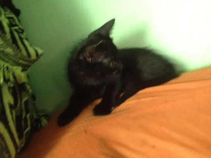 Gato ra a SRD idade 2 a 6 meses nome Sorte e Spirit (fêm