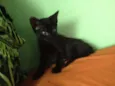 Sorte e Spirit (fêm