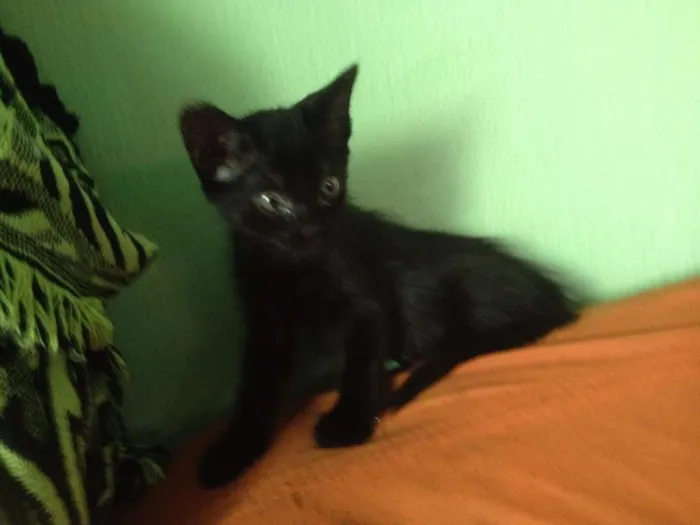 Gato ra a SRD idade 2 a 6 meses nome Sorte e Spirit (fêm