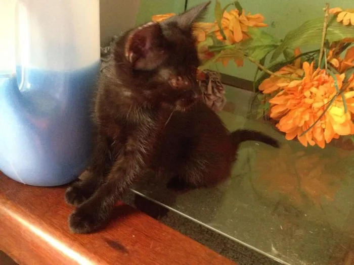 Gato ra a SRD idade 2 a 6 meses nome Sorte e Spirit (fêm