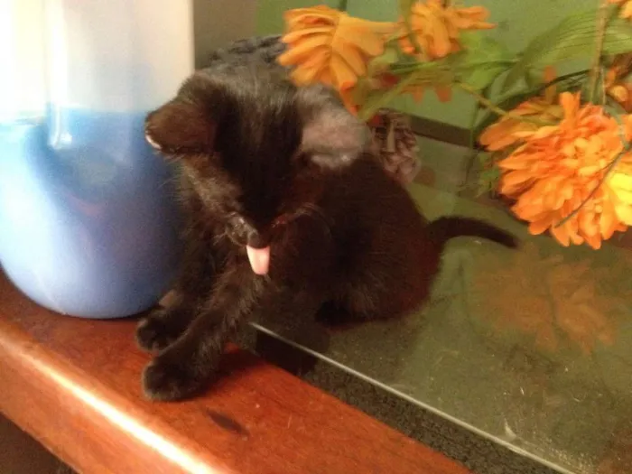 Gato ra a SRD idade 2 a 6 meses nome Sorte e Spirit (fêm
