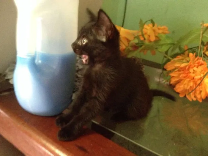 Gato ra a SRD idade 2 a 6 meses nome Sorte e Spirit (fêm