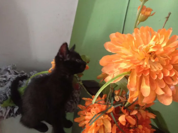 Gato ra a SRD idade 2 a 6 meses nome Sorte e Spirit (fêm