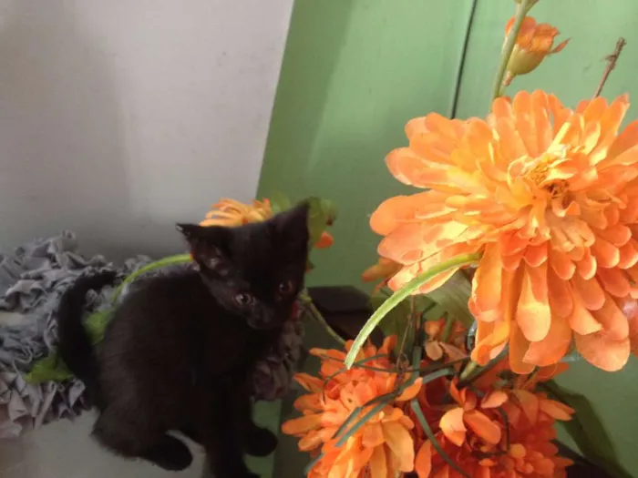 Gato ra a SRD idade 2 a 6 meses nome Sorte e Spirit (fêm